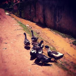 The Habit of Following Along