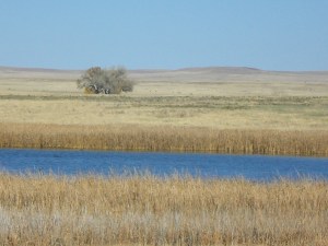 Bosque del Apache, New Mexico