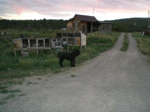 Guarding the rabbit cages