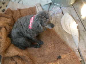 Warrior newly clipped