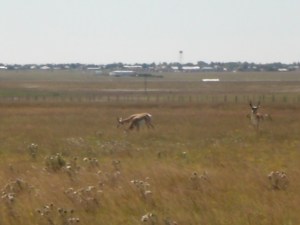 Out on the Plains of new Mexico